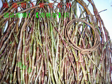 【防癌石】最新最全防癌石 產(chǎn)品參考信息