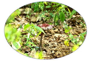 我校開展 中醫(yī)藥文化進(jìn)校園 活動(dòng)