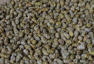 云南鐵皮石斛干條與楓斗的區別及食用方法禁忌