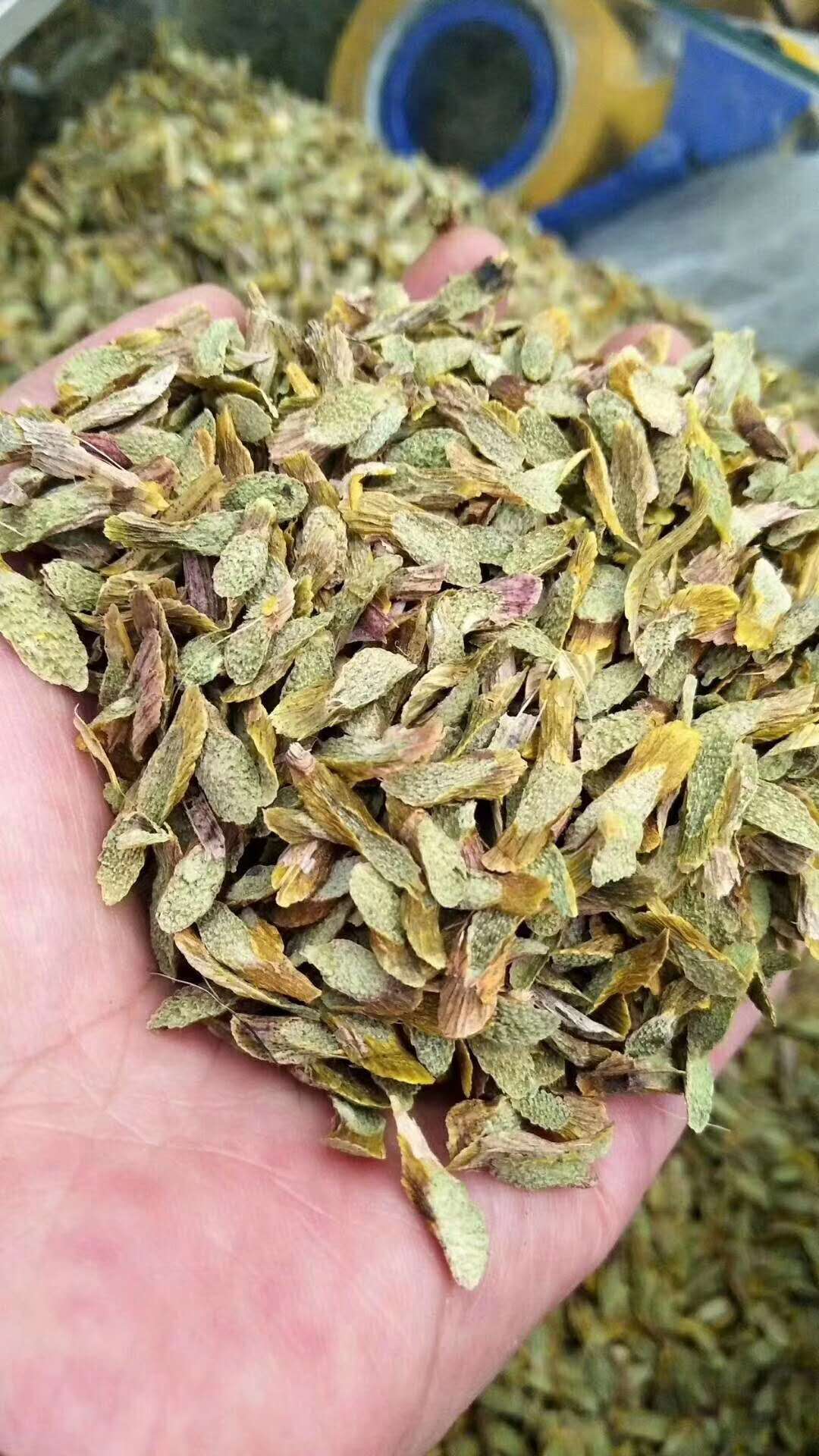 鐵皮石斛楓斗 半山農鐵皮干石斛楓斗顆粒禮盒裝的養生奧秘