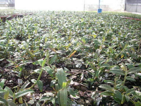 彩云蘭園鐵皮石斛（鐵皮楓斗）的十大功效解析